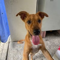 ALBA, chienne à adopter
