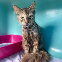 JOSIANE, chatte à adopter