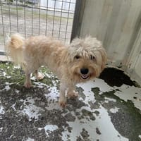 MUSHU, chien à adopter