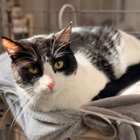 DIANA, chatte à adopter