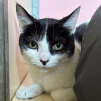 Cosby, chatte à adopter