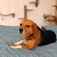 GHAVINA, chienne à adopter
