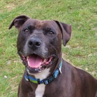 BLACK, chien à adopter