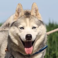 LUCKY, chien à adopter
