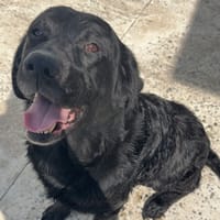 OSLO, chien à adopter