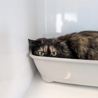 FANZINE, chatte à adopter