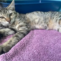 HELGA (reservée ), chatte à adopter