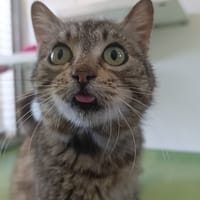 NOUPI, chat à adopter