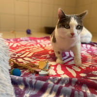 sacha, chatte à adopter