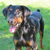 boy-k, chien à adopter