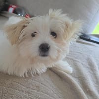 Mochi (Bigorneau), chien à adopter