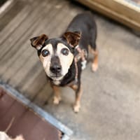 MALOU, chien à adopter