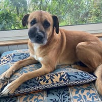 NELL, chienne à adopter