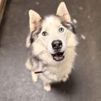 Raphael, chien à adopter