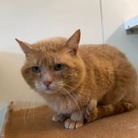 Fanta, chat à adopter