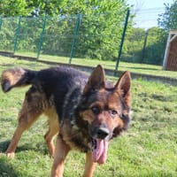 AYRTON, chien à adopter