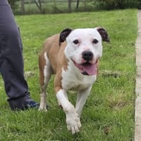 SACHOUX, chien à adopter