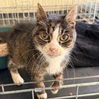 Panayotis, chat à adopter