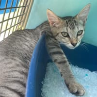 HARRIETT (reservée), chatte à adopter