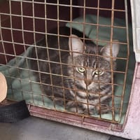 ANITA, chatte à adopter