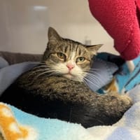Oriane, chatte à adopter