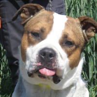 DEIMOS, chien à adopter