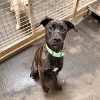 ATTILA, chienne à adopter