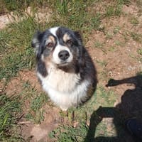 Ina, chienne à adopter