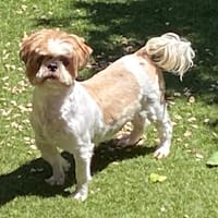 OUMY, chienne à adopter
