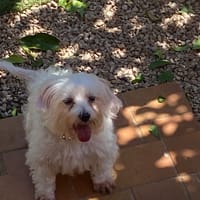 MARIE, chienne à adopter