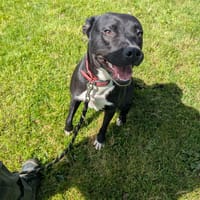 REVA QCN, chienne à adopter
