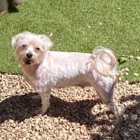 ONA, chienne à adopter