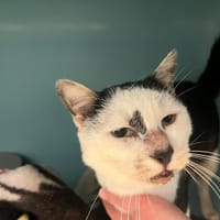 PARX, chat à adopter