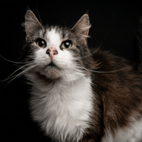 TOPAZE CHA, chatte à adopter