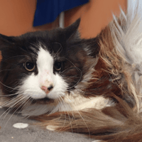 TALISMAN CHA, chat à adopter