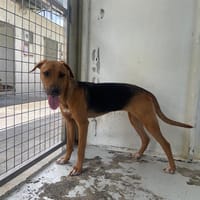 EOWYN, chienne à adopter