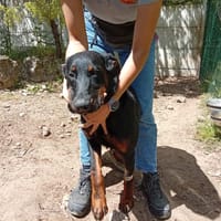 Jolly, chienne à adopter