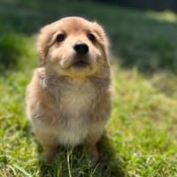BANJO, chien à adopter