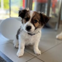 BRIGAND, chien à adopter