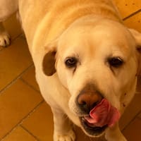 PAOLINA, chienne à adopter