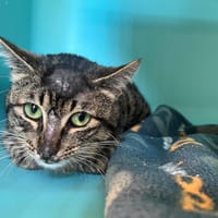 HORNET, chat à adopter