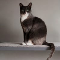 CAMOMILLE, chatte à adopter
