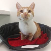 IZAR, chat à adopter