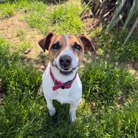 Nao, chien à adopter