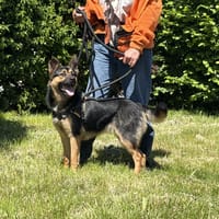 STELLA, chienne à adopter
