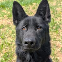ULINE, chienne à adopter