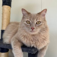 MOLKY, chat à adopter
