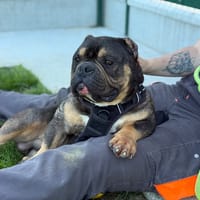 SHARINGAN VAA, chien à adopter