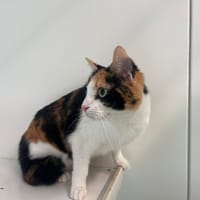 AZUR, chatte à adopter
