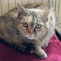 Nora, chatte à adopter